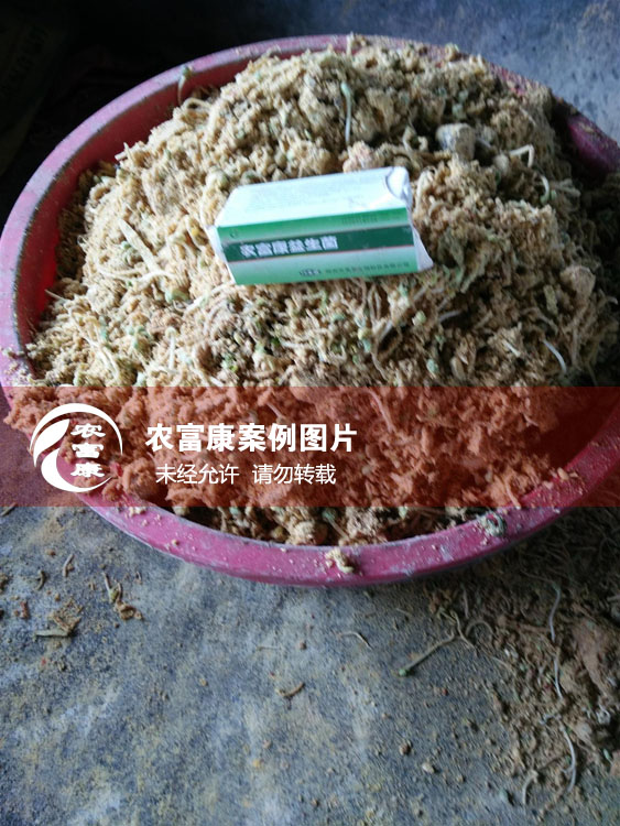 農富康用戶發(fā)酵潲水做飼料喂豬案例圖片